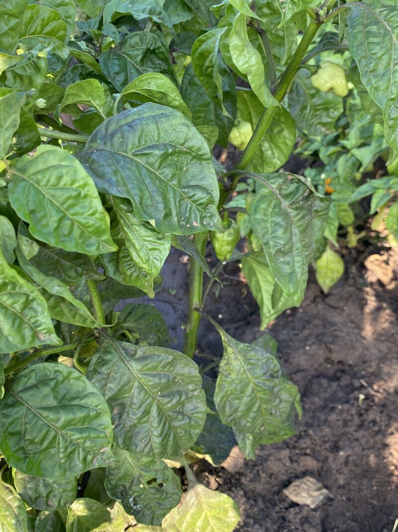 Eliah's farm after Mkulima AI