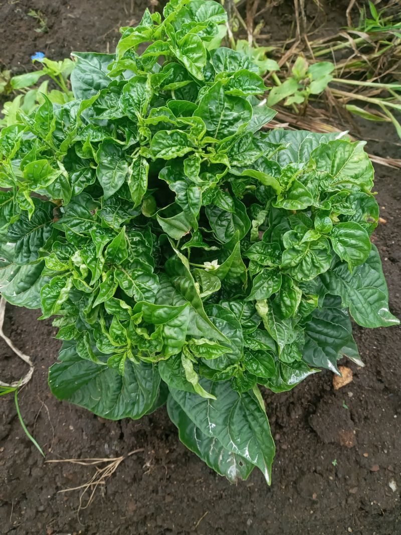 Eliah's farm before Mkulima AI